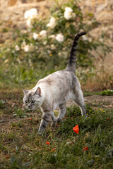 Fototapeta premium Chat dans la campagne
