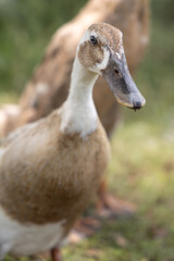 Canard coureur indien blanc et marron