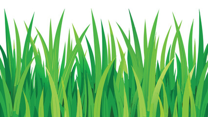 Fototapeta premium Lush Green Blades of Grass in Sunlight on White Background 
