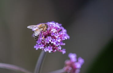 Lavendel mit Biene