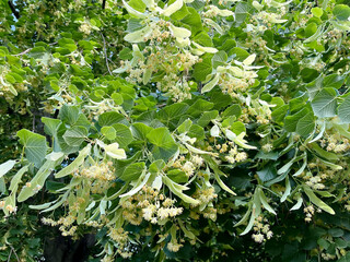 Linden Tree in Bloom Close-up of Flowers and Lush Green Foliage
