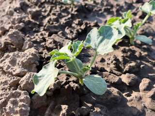 Young Watermelon Plant Growing in Soil