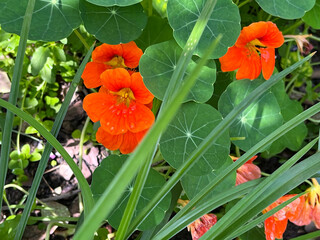 Close-up of vibrant red nasturtium flowers with green leaves