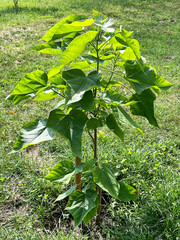 Young Paulownia Tree in Sunlight