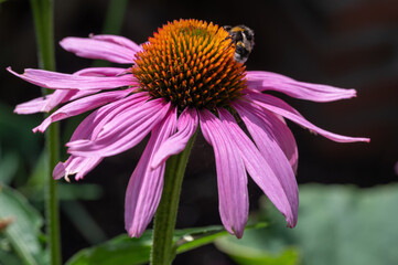 Sonnenhut Blüte mit Hummel