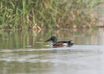 A male northern shoveler bird swimming in the marshy waters of Gajoldoba bird sanctuary in West...