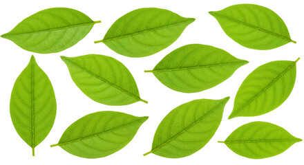 Fototapeta premium Arrangement of Green Leaves on White Background