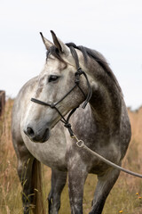 Obraz premium Cheval gris pommelé