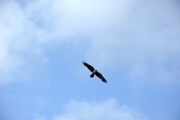 Bird of prey mid-flight against blue sky with clouds