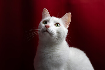 Portrait chat blanc