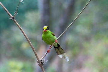 A Common Green Magpie perched on a twig of Bamboo tree on the outskirts of Darjeeling, West Bengal