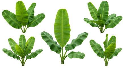Viewing Fresh Green Banana Plants on a White Background