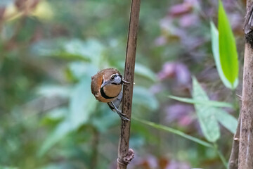 A greater necklaced laughing thrush perched on a tree branch on the outskirts of Gajoldoba, West Bengal