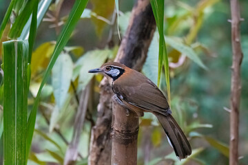 A greater necklaced laughing thrush perched on a tree branch on the outskirts of Gajoldoba, West Bengal