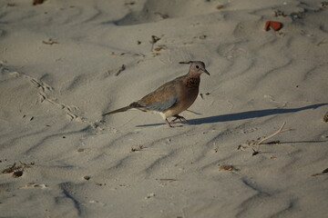 the beautiful laughing dove (Spilopelia senegalensis)  wild birds of Tunisia