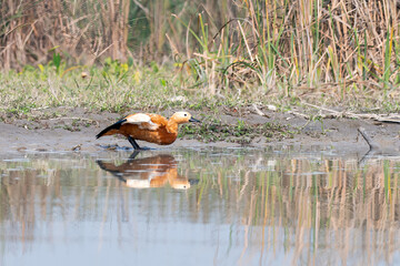 A rudy shelduck relaxing near the shore on the river water in Gajoldoba marshy land in West Bengal
