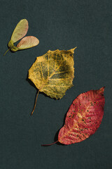 Minimal style composition made of dried textured leaves on dark green background. Autumn, fall, thanksgiving day concept.