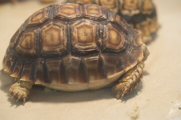 Sudanese Sulcata Tortoises: Giants of the African Desert