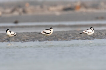 A pied avocet sitting near a water body inside Gajoldoba bird sanctuary in West Bengal