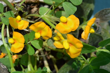 Yellow flowers in garden