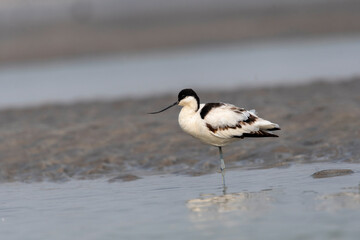A pied avocet sitting near a water body inside Gajoldoba bird sanctuary in West Bengal