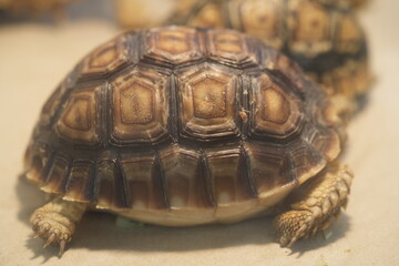 Sudanese Sulcata Tortoises: Giants of the African Desert