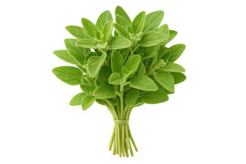 Naklejka premium Freshly harvested oregano forming a bunch, isolated on transparent background, ideal for food and cooking projects