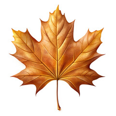 Obraz premium Maple Leaf, Realistic Fern Leaf PNG, Tree Leaf, Flat vector maple leaf, autumn maple leaf, Flat Botanical Leaf PNG, Photoreal maple leaf