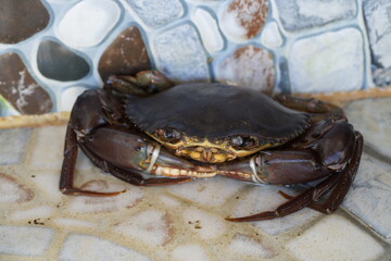Mud Crab: Coastal Crustacean Loved for Its Sweet Meat