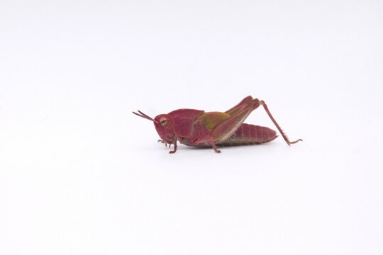 Pink grasshopper on white background