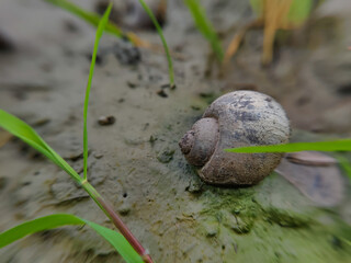 close up of a rice field snail