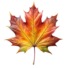 Obraz premium Maple Leaf, Realistic Fern Leaf PNG, Tree Leaf, Flat vector maple leaf, autumn maple leaf, Flat Botanical Leaf PNG, Photoreal maple leaf