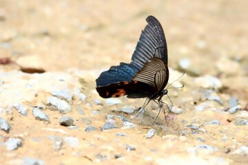 Black and Orange Butterfly Resting on Gravel Path – Macro Nature Photo from Thailand