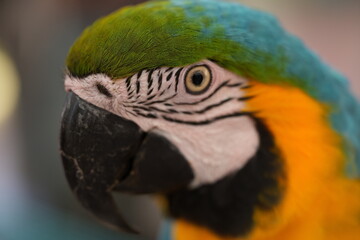 Brilliant Macaw Parrot in Lush Tropical Rainforest Canopy
