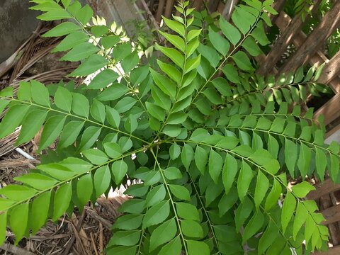 The curry tree or Bergera koenigii (Murraya koenigii). The plant is also sometimes called sweet neem. In Indonesia this plant is called Salam koja.