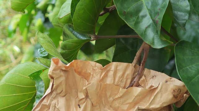 Paper bag for wrapping Santol