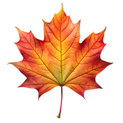 Obraz premium Maple Leaf, Realistic Fern Leaf PNG, Tree Leaf, Flat vector maple leaf, autumn maple leaf, Flat Botanical Leaf PNG, Photoreal maple leaf