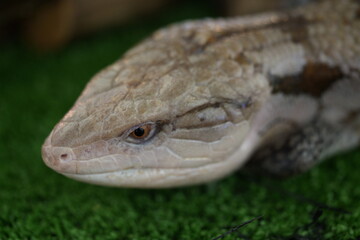 Eastern Blue-tongued Skink: Australia’s Calm-Scaled Lizard
