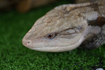 Eastern Blue-tongued Skink: Australia’s Calm-Scaled Lizard