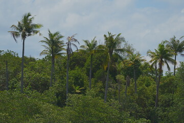 Tropical Tranquility: Towering Palms and a Soft Cloudy Sky
