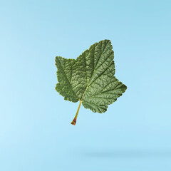 Fresh green Black Currant leaves falling in the air isolated on blue background