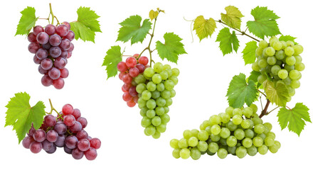 Grape Clusters with Leaves Isolated on White Background