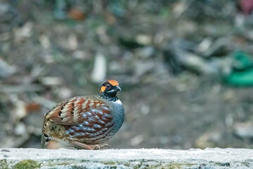 A hill partridge walking on a boundary wall in Tiger hill area of Darjeeling hills in West Bengal