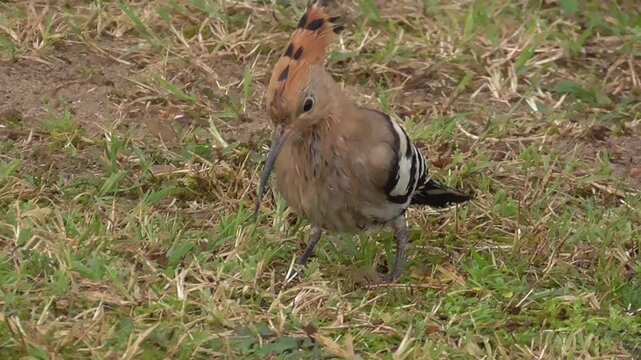 Eurasian Hoopoe or Common Hoopoe (Upupa epops) Feeding on Grassland