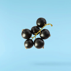 Fresh Ripe Black Currant berries falling in the air isolated on blue background