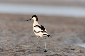 A pied avocet wading through marshy waters inside Gajodoba marshy area on the outskirts of Jalpaiguri in West Bengal