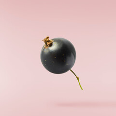 Fresh Ripe Black Currant berries falling in the air isolated on pink background