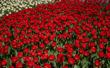 Red tulips in the park close-up.
