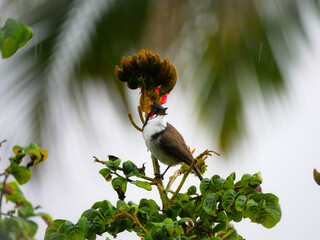 Bird perching on tree with red flower 