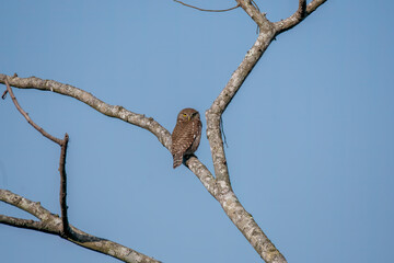 A jungle owlet perched on top of a tree top outside a tea estate on the outskirts of Darjeeling town